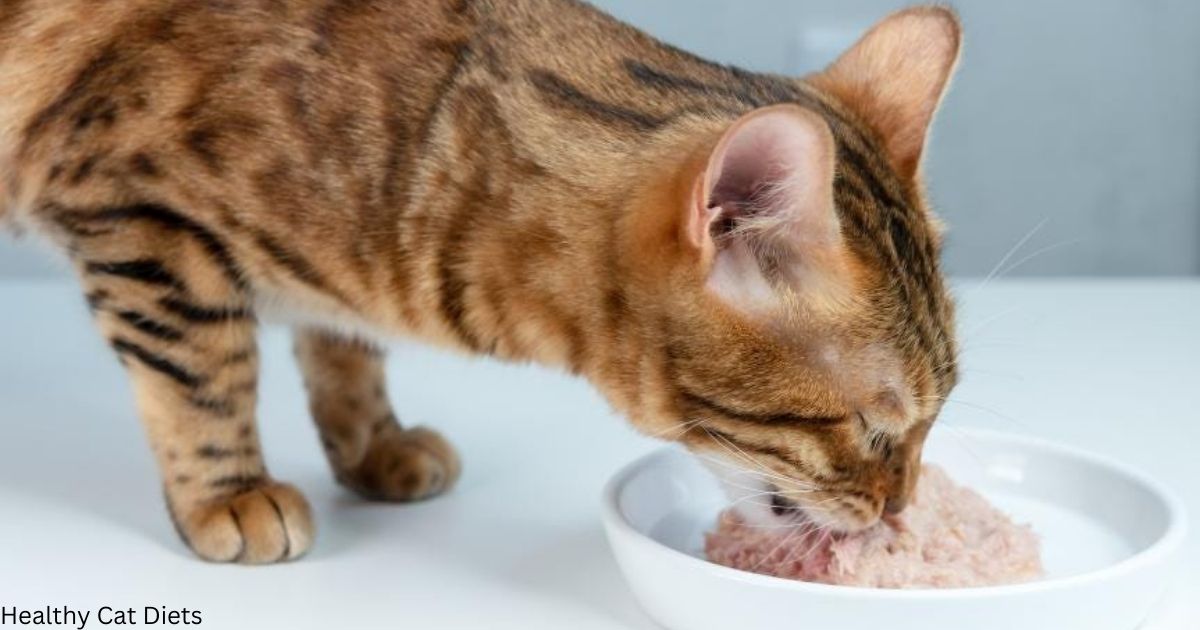 How Much Wet Food Should a Cat Eat a Day