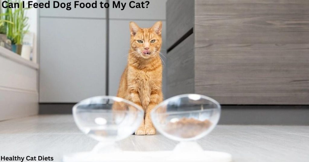 Can I Feed Dog Food to My Cat?