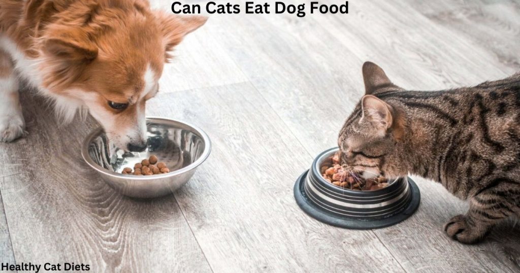 Can Cats Eat Dog Food
