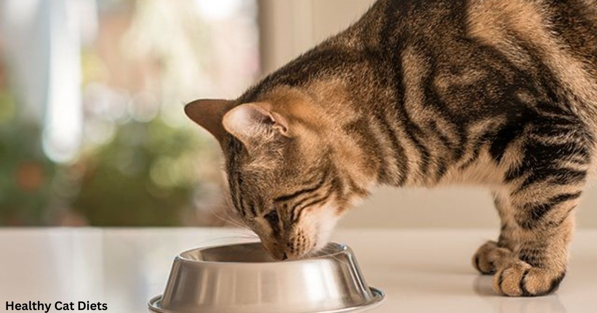 Can Normal Cats Eat Urinary Food