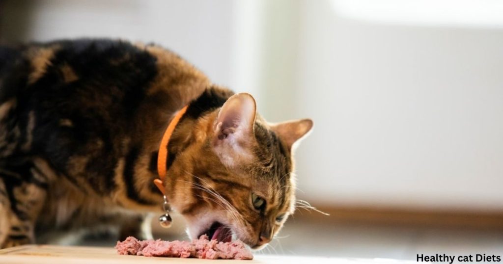 How Much Food Should a Cat Eat