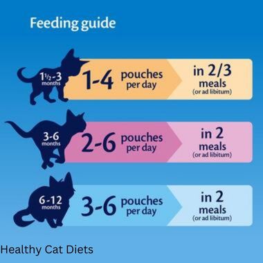 How Much Wet Food to Feed a Cat