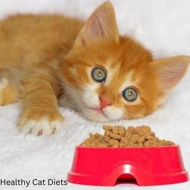 Is 1 Cup of Dry Food Too Much for a Cat?