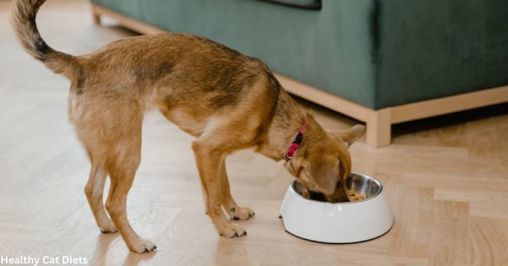 Is Cat Food Bad for Dogs