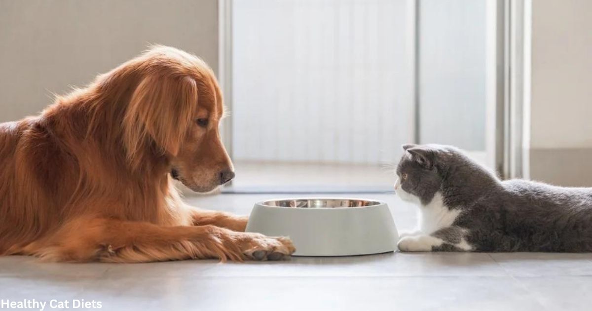 Is Cat Food Bad for Dogs? Understanding the Risks