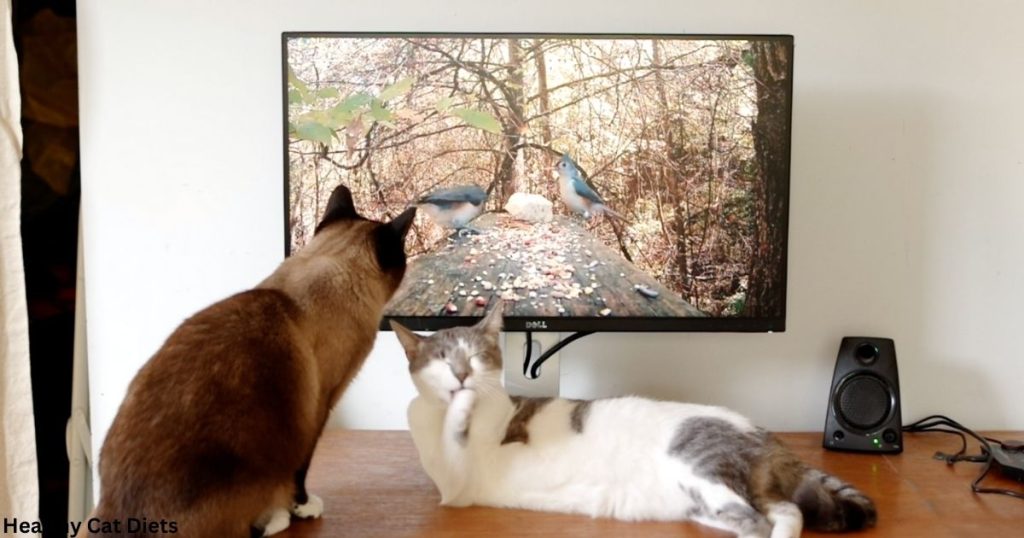 Is Cat TV Good For Cats