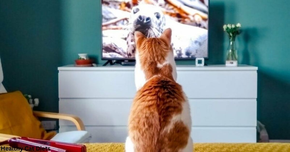 Is Cat TV Good For Cats