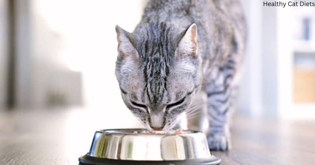 Is Dry Food Good for Cats Every Day?