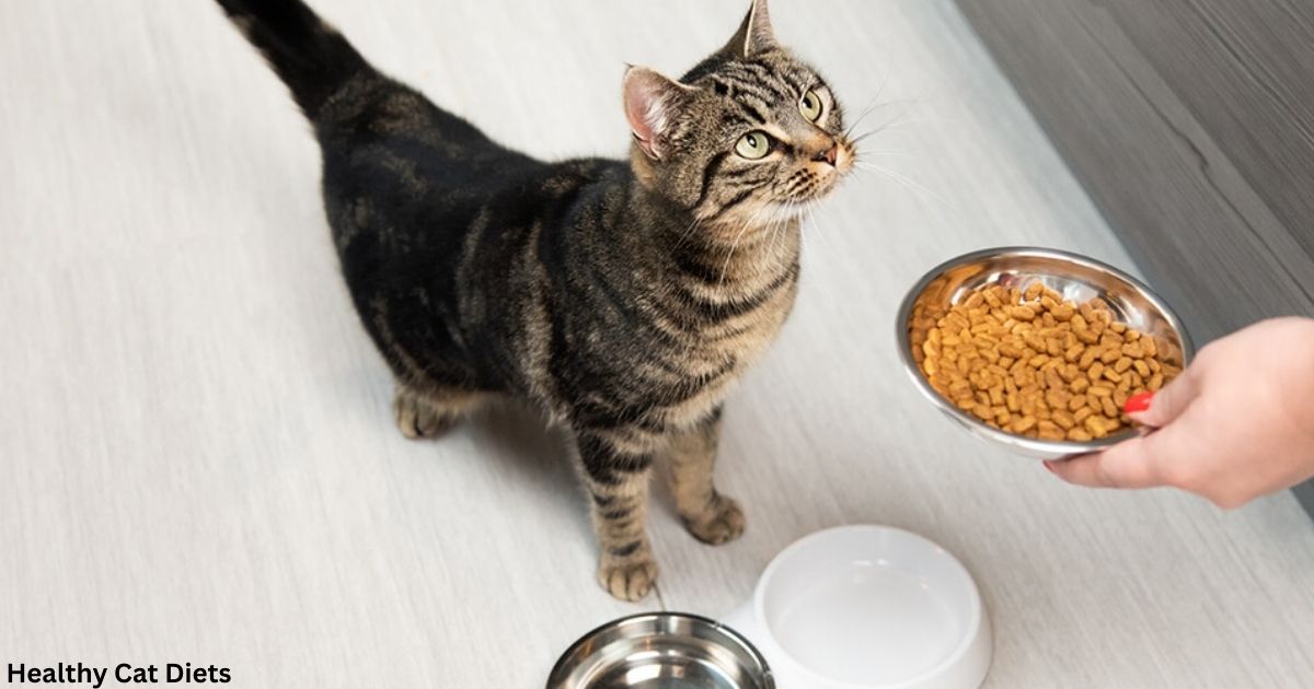 Is Purina Cat Food Right for Your Cat? Here’s What You Need to Know