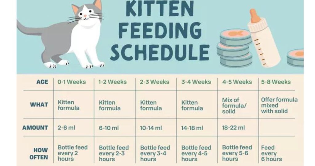 Tips for Maintaining a Healthy Feeding Routine for Cats