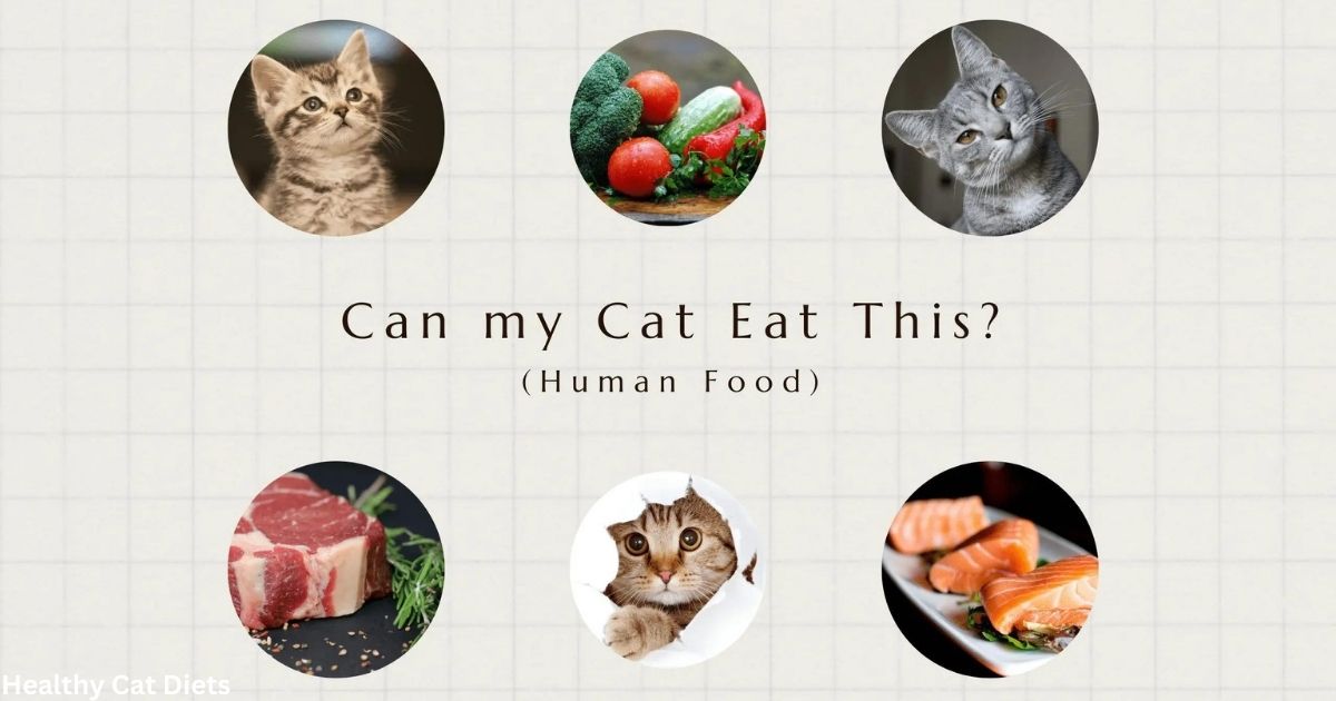 What Human Foods Can Cats Eat? A Complete Safety Guide!