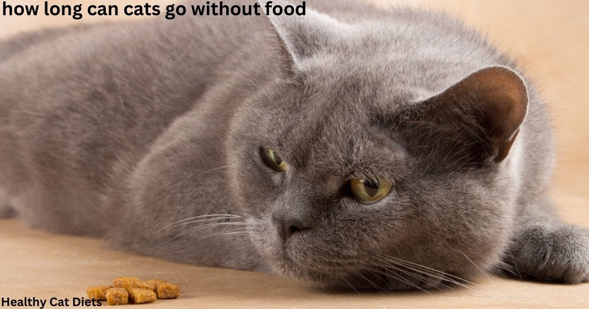 how long can cats go without food