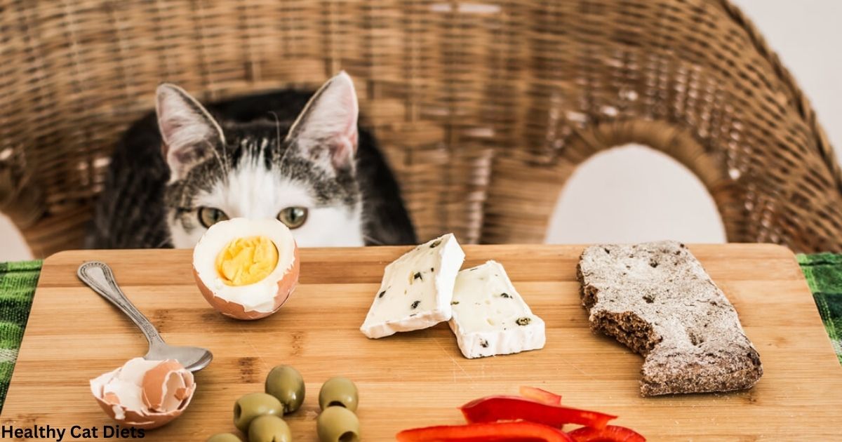 what human food can cats eat?