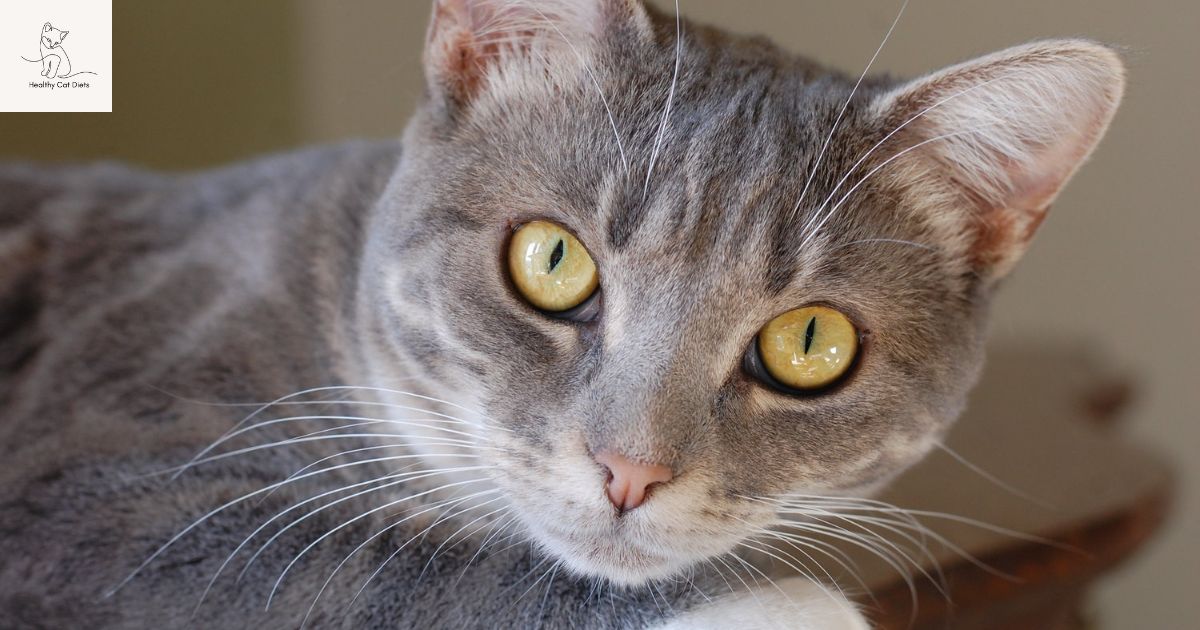 Is a Gray Tabby Cat Right for You? Find Out Now!