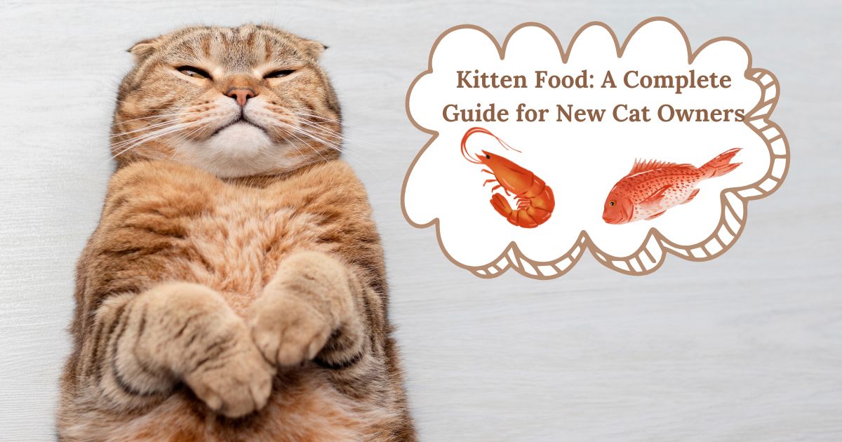 Kitten Food: A Complete Guide for New Cat Owners