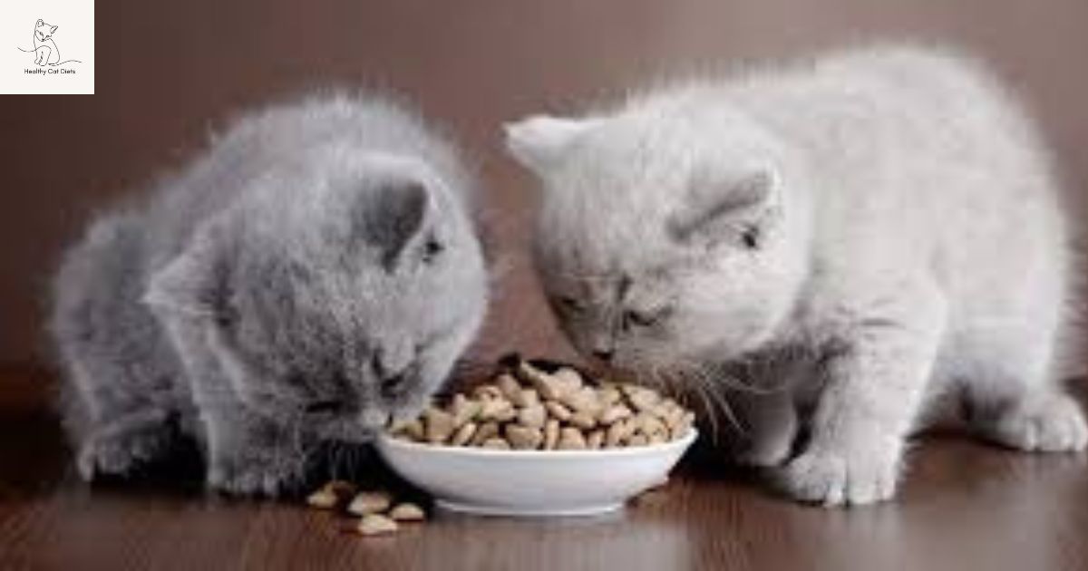 Can Kittens Eat Adult Cat Food? The Surprising Truth Every Pet Owner Should Know