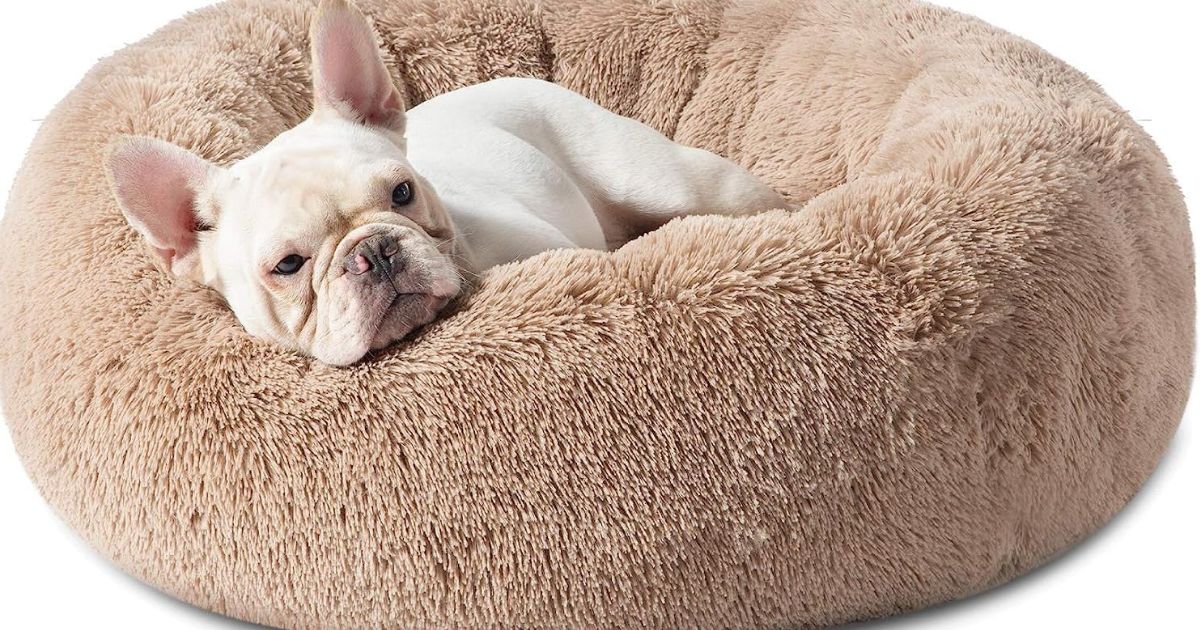 The Ultimate Guide to Cat Beds: Find Your Feline’s Perfect Napping Spot!