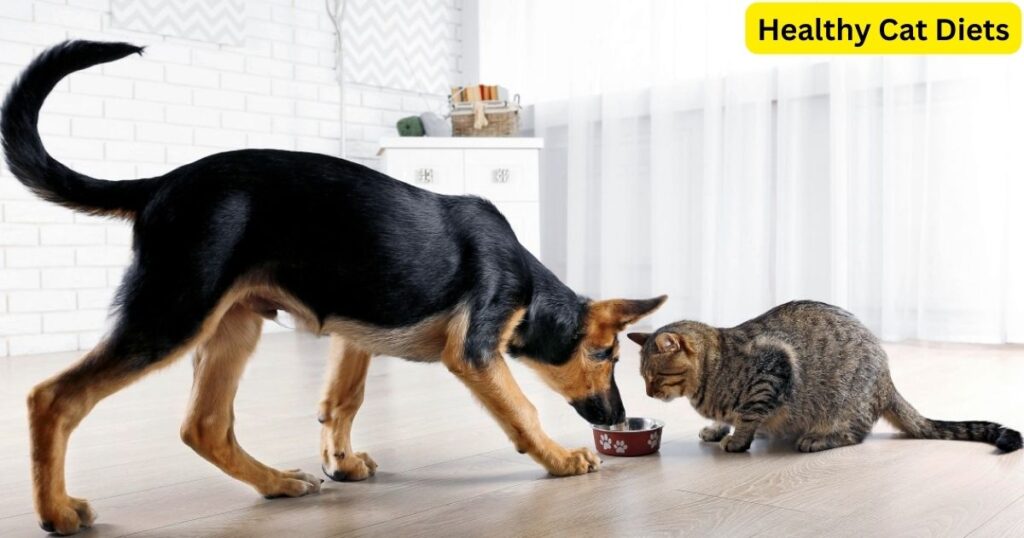 Can I Feed My Dog Cat Food