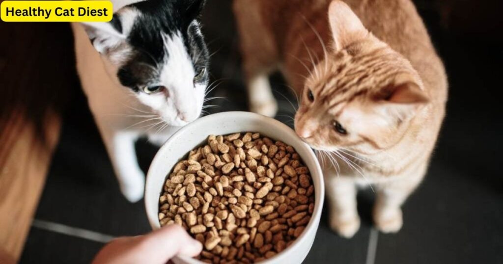is It Okay to Feed Your Cat the Same Food Every Day