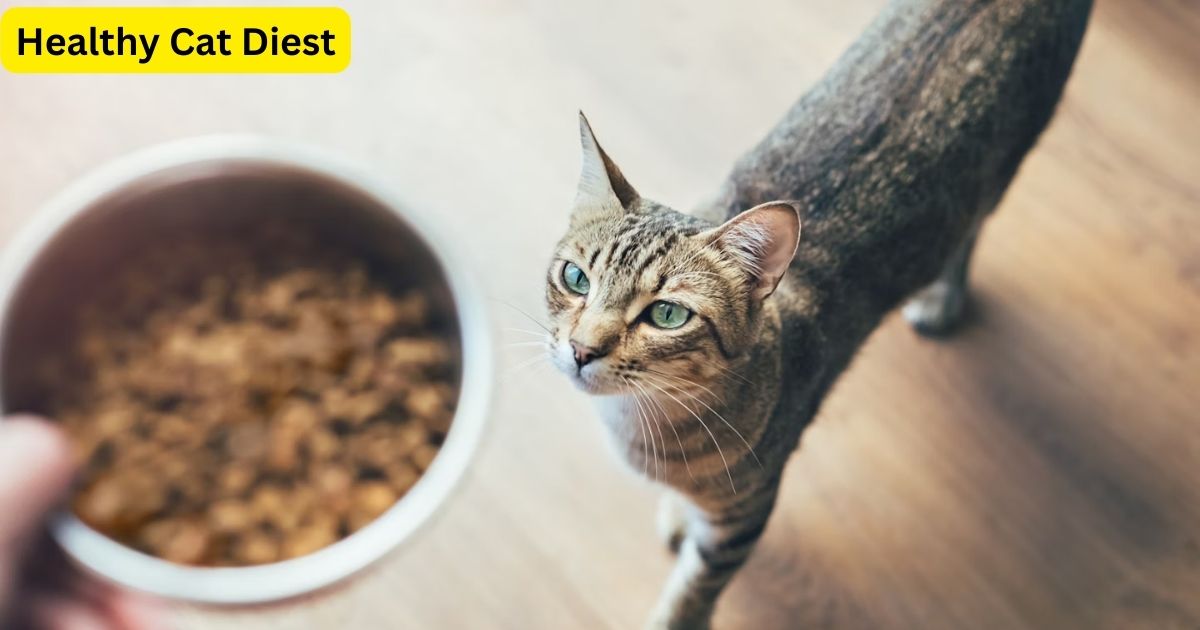 Is it Good to Give Cat Moistened Dry Food?