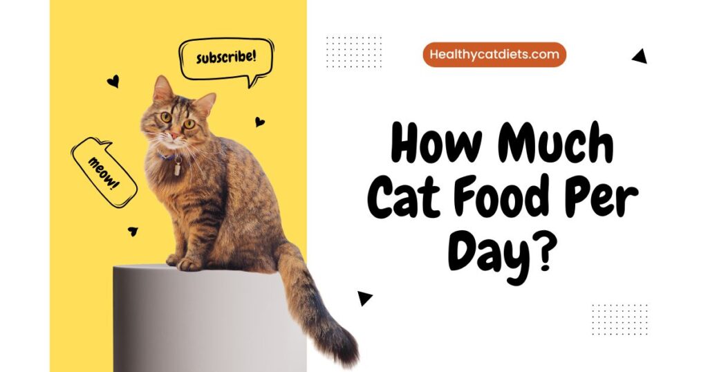 how much cat food per day
