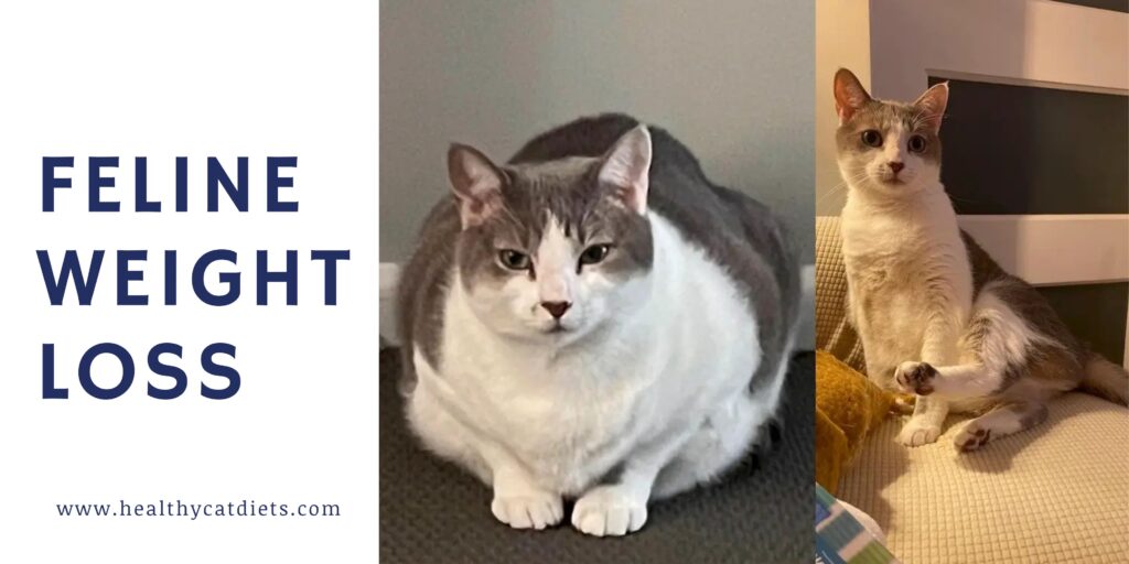 Feline Weight Loss