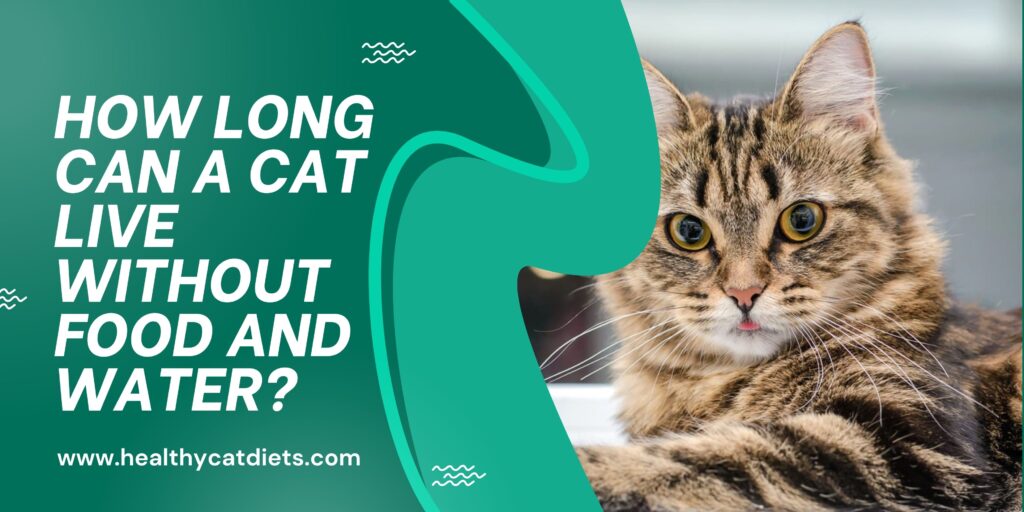 Cat Live Without Food