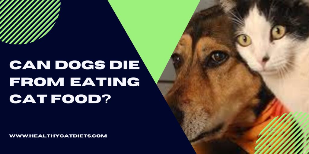 Can Dogs Die from Eating Cat Food