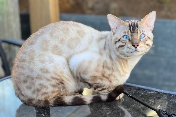 Bengal Cat Price