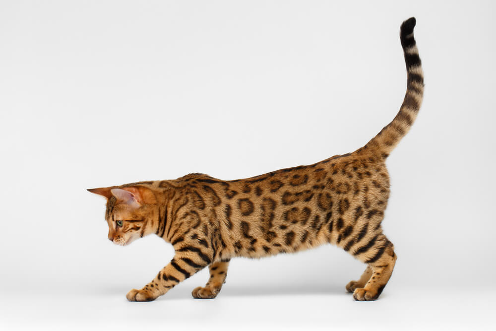 Cat Tail Meanings