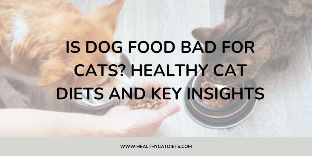 Is Dog Food Bad for Cats