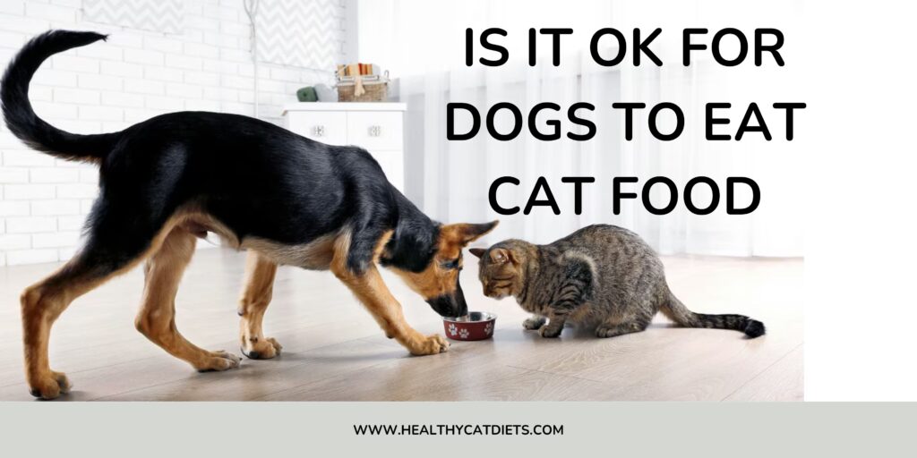 Is It OK for Dogs to Eat Cat Food