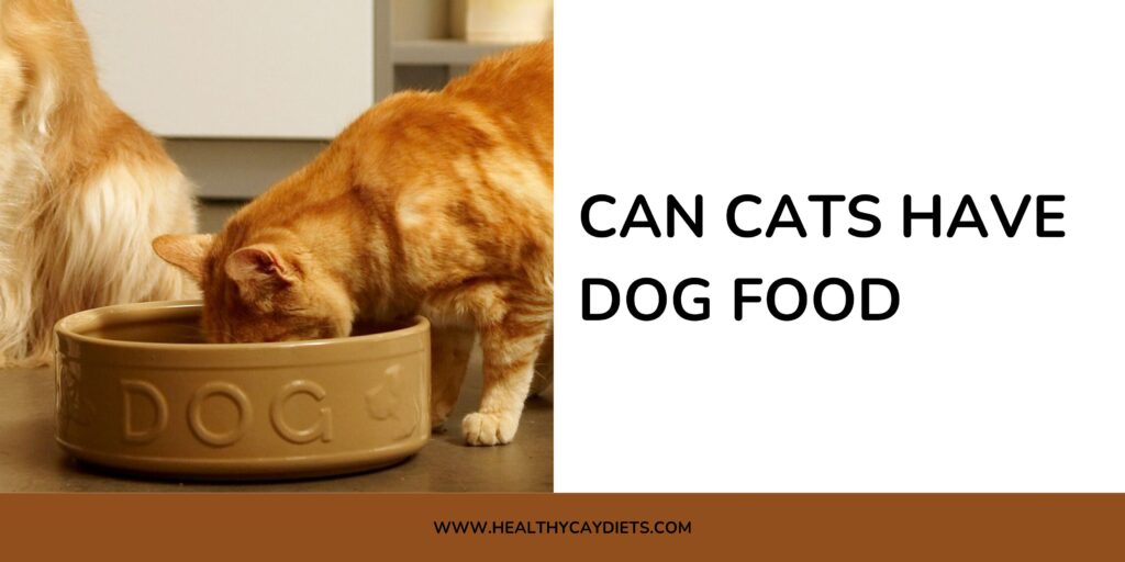 Can Cats Have Dog Food
