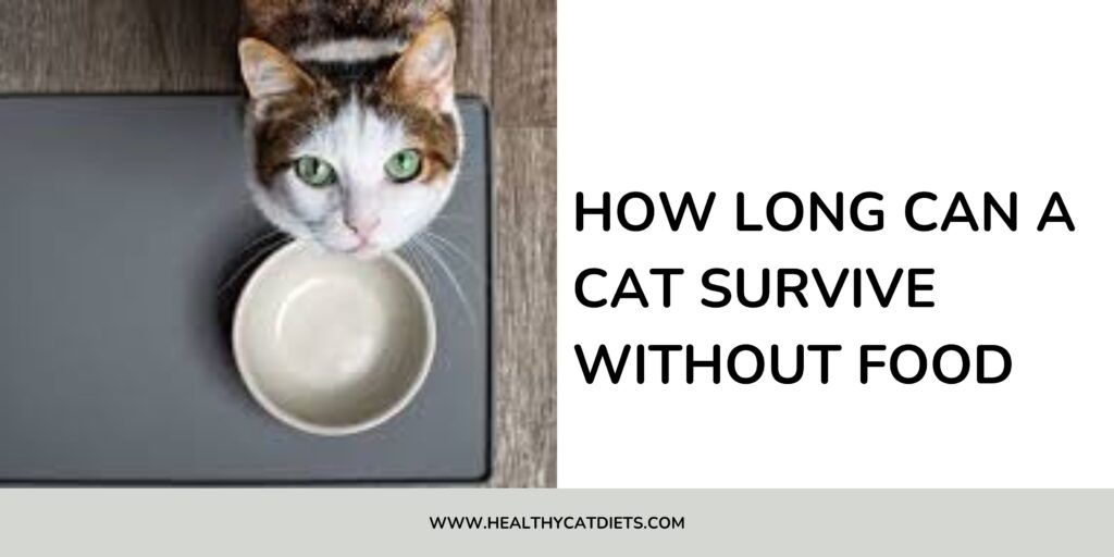 Cat Survive Without Food