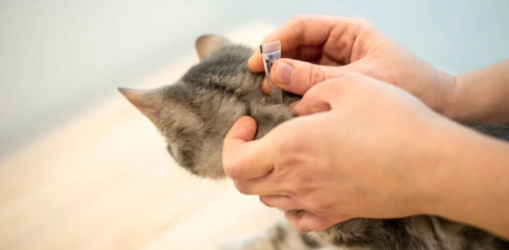 Cat Flea Treatment