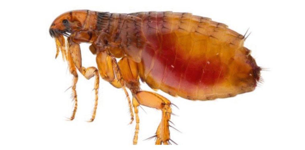 Flea Flea Flea