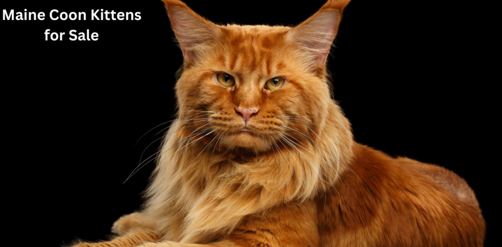 Maine Coon Kittens for Sale