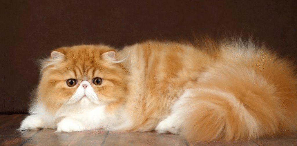 Persian cat
