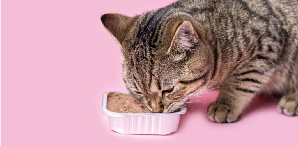 do cats need wet food