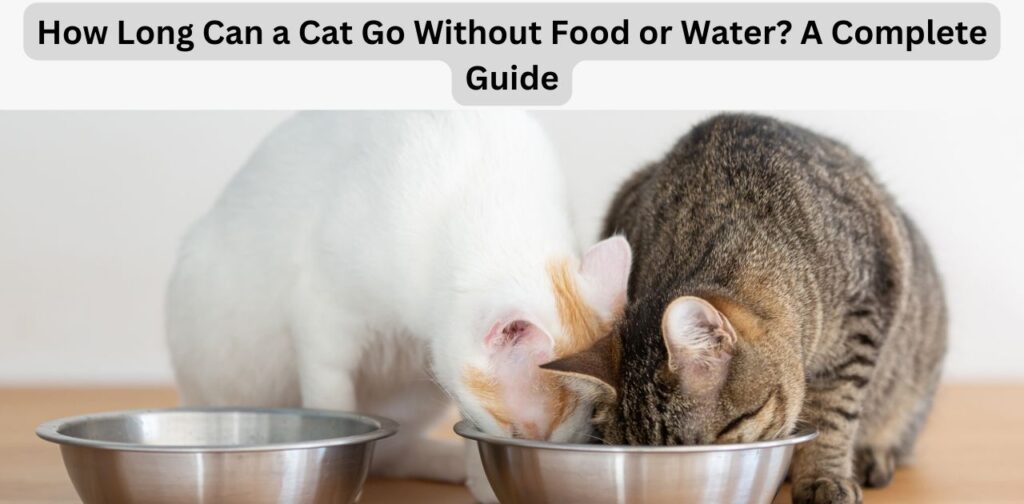 how long can a cat go without food or water