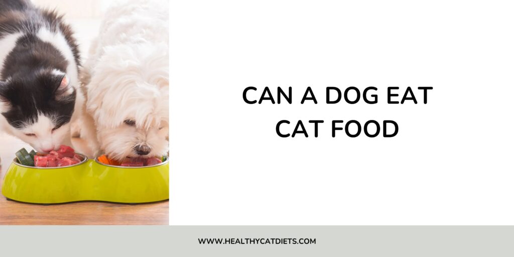 Can a Dog Eat Cat Food