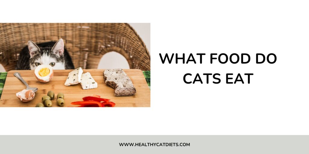 What Food Do Cats Eat