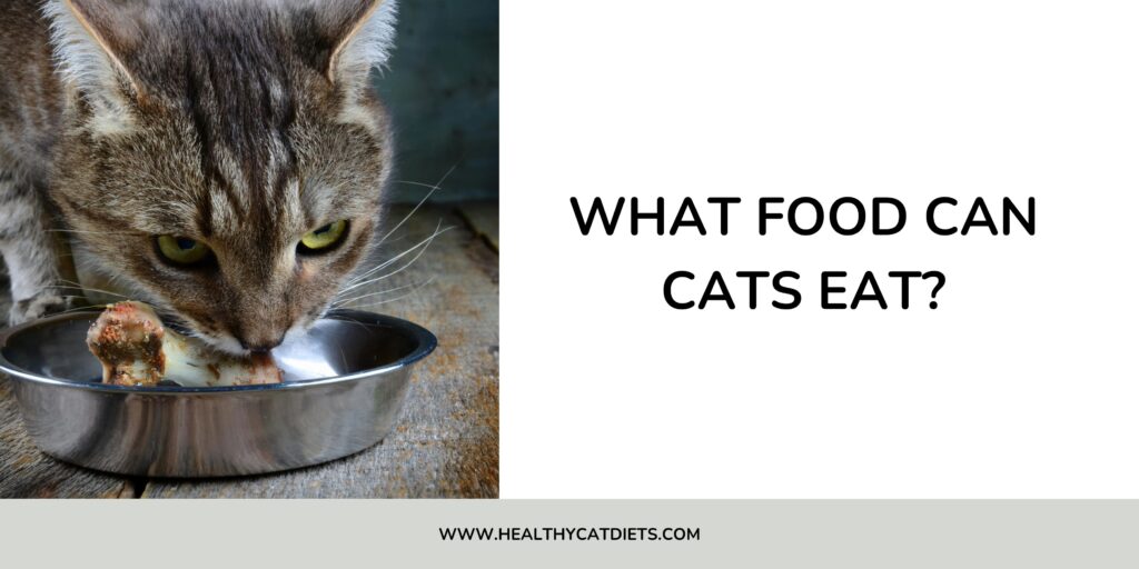 What Food Can Cats Eat?