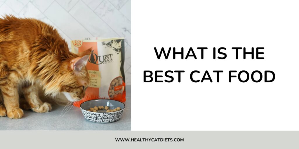 What is the Best Cat Food