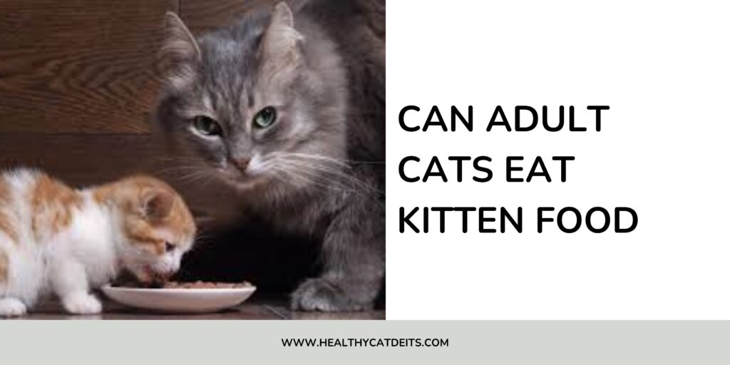 Can Adult Cats Eat Kitten Food