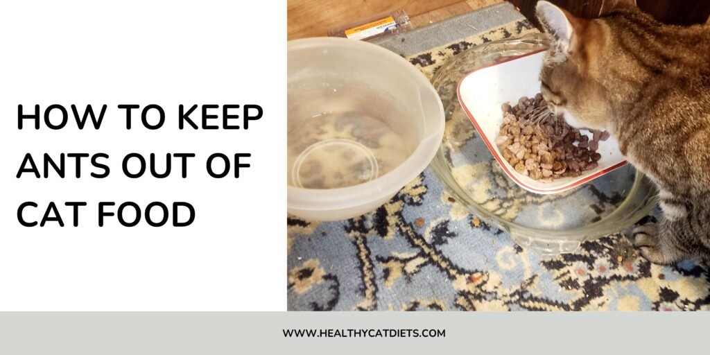 How to Keep Ants Out of Cat Food