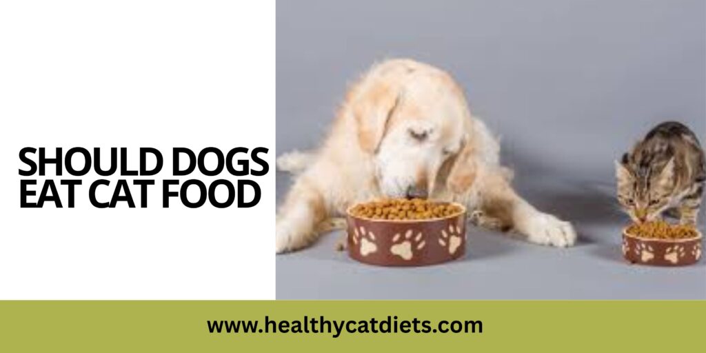 Should Dogs Eat Cat Food