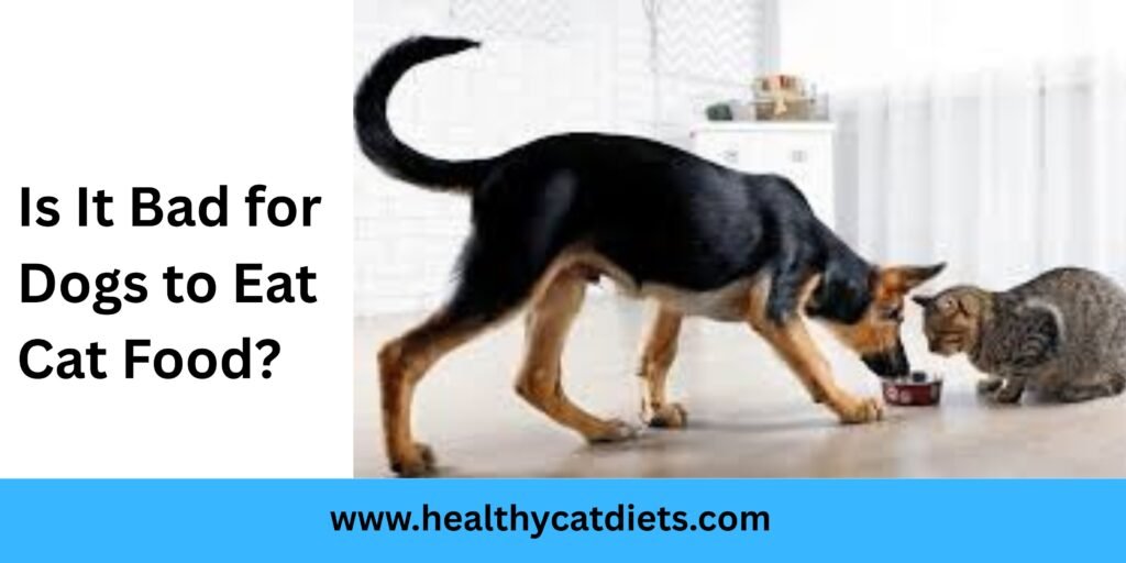 Is It Bad for Dogs to Eat Cat Food?