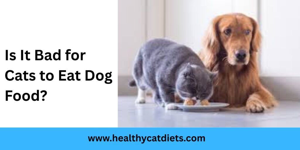 Is It Bad for Cats to Eat Dog Food?
