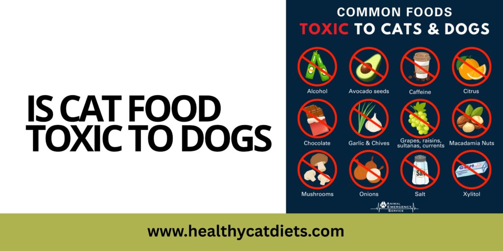 Is Cat Food Toxic to Dogs